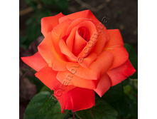 ��������� ������ 130�.jpg