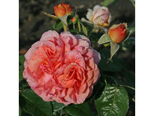 ��������� 140�.jpg