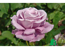 ����� �� ����  130�.jpg