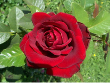 ������ ������� 130�.jpg