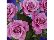 ������� 130�.jpg