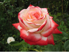 ������� ����� 130�.jpeg