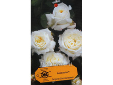 ��������� 140�.JPG