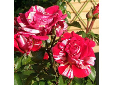 �������� 130�.jpg