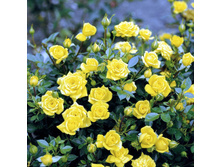 ������ 130�.jpg