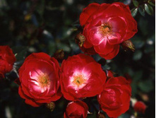 ���� ������� 130�.jpg