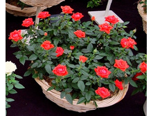 ����� ������ 130�.jpg