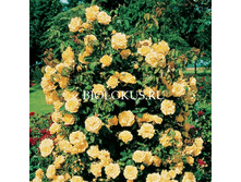 ������ ������ 150�.jpg