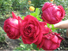 ��������� 150�.jpg