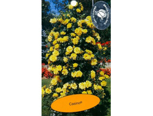 ������ 150�.jpg