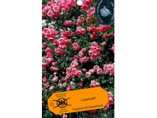 ������� 140�.jpg