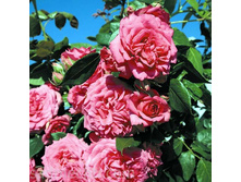 �������� 140�.jpg