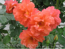 ����� ��������� 150�.jpg