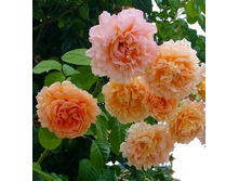 ������ 150�.jpg