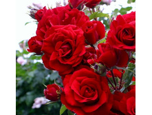 ������� 150�.jpg