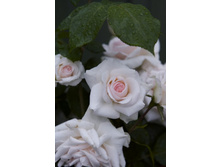 ��������� 150�.jpg