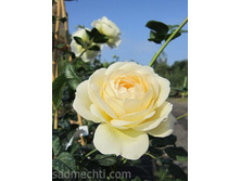 ��������� ����������� 140�.jpg