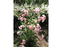 ������� 130�.jpg