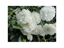 ����� 130�.jpg