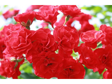 ������� 130.JPG