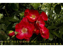 ������ 130�.jpg