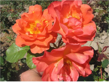 ���������� 150�.jpg