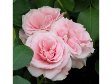 �������� 150�.JPG