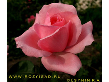 ���� �������� 150�.jpg