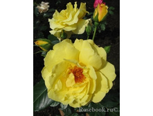 �����  150�.jpg