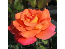 ���������� 150�.jpg