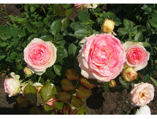 ���� �� ������ 150�.jpg