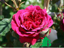 ������ ������� 180�.jpg