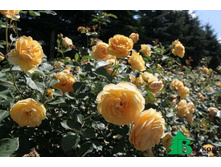 ������ ����� 180�.jpg