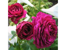 ��� ���� 180�.jpg