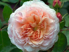 ������ 180�.jpg