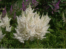 ���� ������*