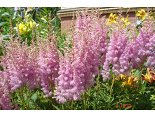 ��� ����*