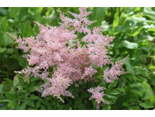 ���� ����*