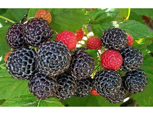 ������� ������� 2�� � ��   145���.jpg