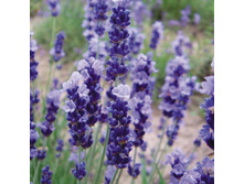 ������� 160�.jpg