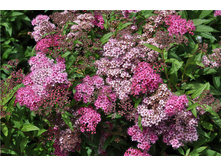 ������   ����� �������� 125�.jpg