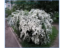 ������  �������� 125�.jpg