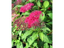 ������ ��������  ������ �������  125�.jpg