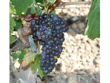 �������� ������� �������� 160���.jpg