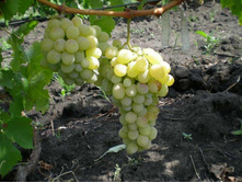 �������� ���������  160���.jpg