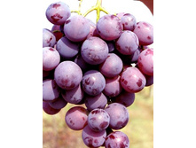 �������� �������� 160���.jpg