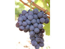 �������� ������ ����������� 160���.jpg