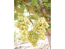 �������� ������ ������ 160���.jpg