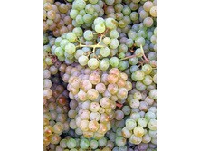 �������� ���� ����� 160���.jpg