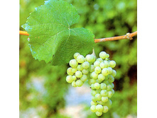 �������� ������� 160���.jpg